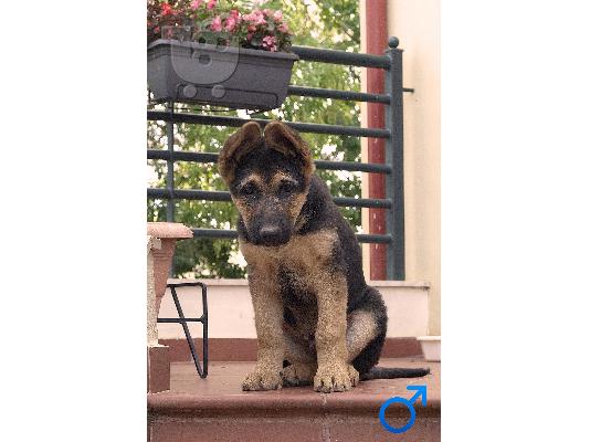 PoulaTo: Πωλείται German Shepherd αρσενικό (Πολύγυρος Χαλκιδικής)